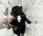 Small #77 Bernedoodle