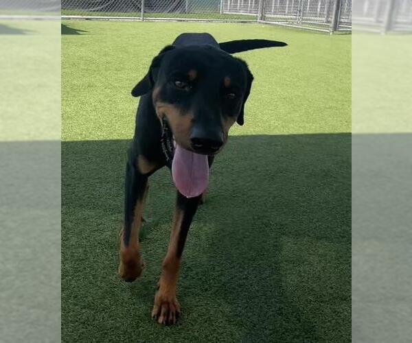 Medium Photo #2 Doberman Pinscher Puppy For Sale in Camarillo, CA, USA