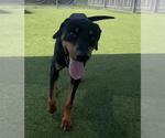 Small #1 Doberman Pinscher