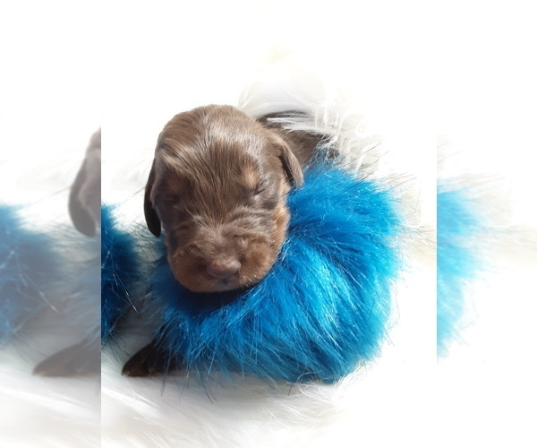 Medium Photo #6 Doodleman Pinscher Puppy For Sale in SUNRISE BEACH, MO, USA