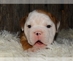 Small Photo #16 English Bulldog Puppy For Sale in VERONA, MO, USA