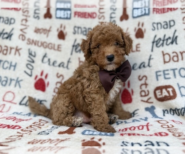 Medium Photo #4 Cavapoo (Miniature) Puppy For Sale in LAKELAND, FL, USA