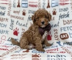 Adam - Male Cavapoo (Miniature) Puppy for Sale - Photo #4