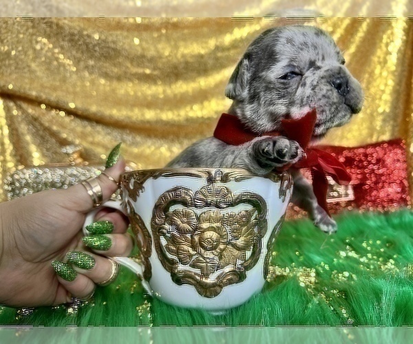 Medium Photo #12 French Bulldog Puppy For Sale in HAYWARD, CA, USA