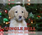 Small Photo #7 Goldendoodle Puppy For Sale in KERNERSVILLE, NC, USA