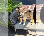 Small #25 Shiba Inu