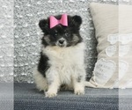 Small Photo #1 Pomeranian Puppy For Sale in WARSAW, IN, USA