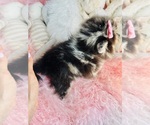 Small #5 Pomeranian