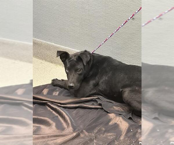 Medium Photo #1 Labrador Retriever-Unknown Mix Puppy For Sale in Las Vegas, NV, USA