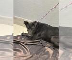 Small Labrador Retriever Mix