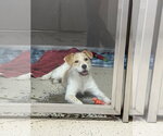 Small #2 Jack Russell Terrier Mix
