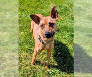 Miniature Pinscher Dogs for adoption in Akron, OH, USA