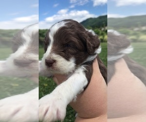 Aussiedoodle Puppy for Sale in PIGEON FORGE, Tennessee USA