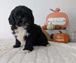 Small #5 ShihPoo