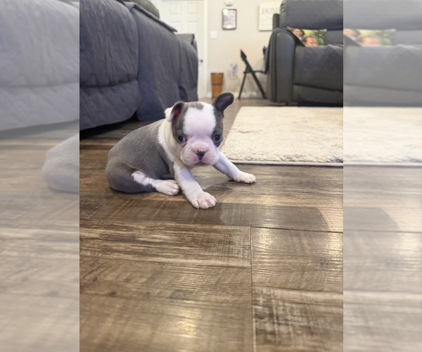 Medium Photo #8 Boston Terrier Puppy For Sale in FREDONIA, KS, USA