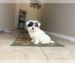 Small #2 Maltipoo
