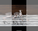 Small #1 Italian Greyhound Mix