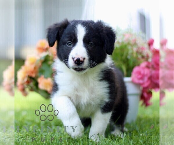 Medium Photo #4 Border Collie Puppy For Sale in QUARRYVILLE, PA, USA