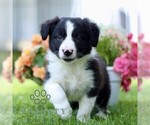 Small #3 Border Collie