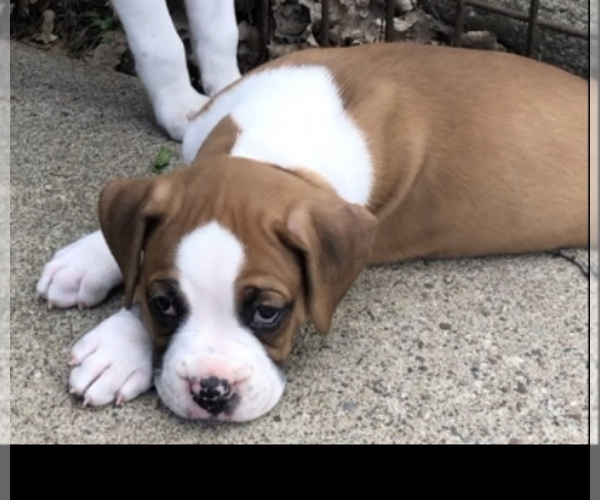 Medium Photo #1 Boxer Puppy For Sale in ELLSWORTH, WI, USA