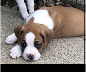 Boxer Puppy for Sale in ELLSWORTH, Wisconsin USA