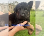 Puppy Royal Blue Male German Shepherd Dog