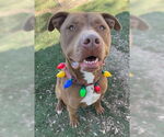 Small #7 American Pit Bull Terrier Mix