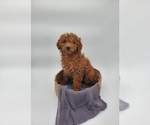 Small Photo #2 Poodle (Miniature) Puppy For Sale in GOSHEN, IN, USA