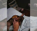 Small Miniature Pinscher