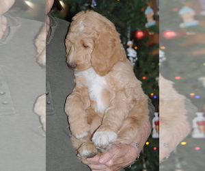 Goldendoodle Puppy for sale in DALLAS, TX, USA