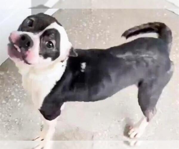 Medium Photo #3 Boston Terrier-Unknown Mix Puppy For Sale in Houston, TX, USA