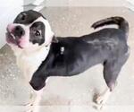 Small #2 Boston Terrier Mix