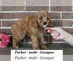 Small #3 Cavapoo (Miniature)