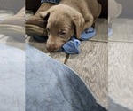 Puppy Gray Labrador Retriever