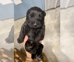 Schnoodle (Miniature) Puppy for sale in SEDALIA, MO, USA
