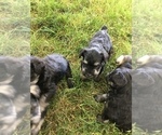 Small Photo #5 Schnauzer (Miniature) Puppy For Sale in MIDDLEFIELD, OH, USA