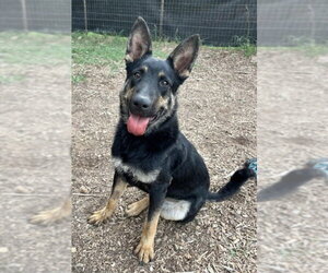Baby Bear: at shelter - Male German Shepherd Dog Dog for Adoption