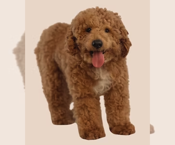 Medium Photo #1 Goldendoodle (Miniature) Puppy For Sale in NORCROSS, GA, USA