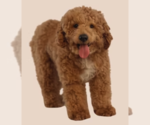 Small Photo #1 Goldendoodle (Miniature) Puppy For Sale in NORCROSS, GA, USA