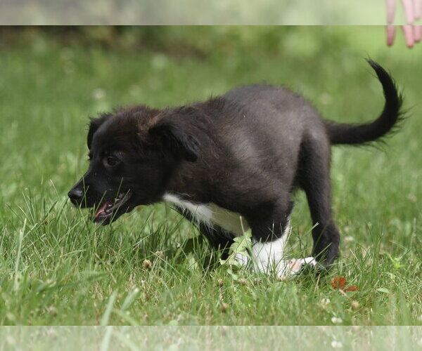 Medium Photo #3 Pyrenees Border Collie Puppy For Sale in Mechanicsburg, PA, USA
