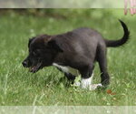 Small #2 Pyrenees Border Collie