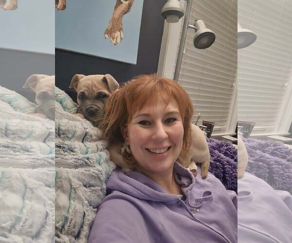 Medium Photo #4 American Pit Bull Terrier-American Staffordshire Terrier Mix Puppy For Sale in Germantown, OH, USA