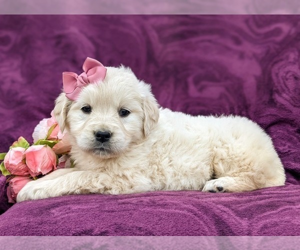 Medium Photo #5 Goldendoodle-Poodle (Toy) Mix Puppy For Sale in AIRVILLE, PA, USA