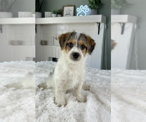 YorkiePoo Puppy for sale in INDIANAPOLIS, IN, USA