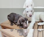 Small Photo #8 Labrador Retriever Puppy For Sale in FLEMING ISLE, FL, USA