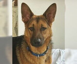 Hansel D4539 (Gusto) - Male German Shepherd Dog Dog for Adoption - Photo #2