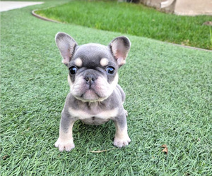 French Bulldog Puppy for Sale in LONG BEACH, California USA