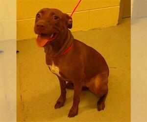Bulldog-Unknown Mix Dogs for adoption in Sanford, FL, USA