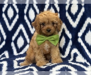 Cavapoo Puppy for sale in LAKELAND, FL, USA