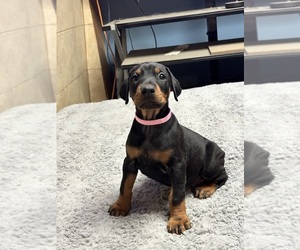 Medium Doberman Pinscher